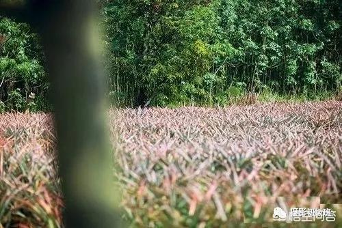 初学者单反相机入门教程,如何学习单反数码相机的简单操作