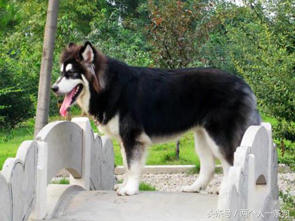 阿拉斯加犬怎么养新手必看,养阿拉斯加犬的基本知识