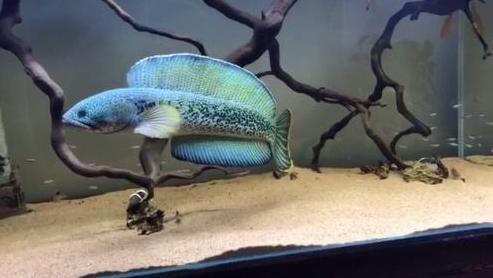 龙鱼价格一般多少钱,龙鱼多少钱入手合适