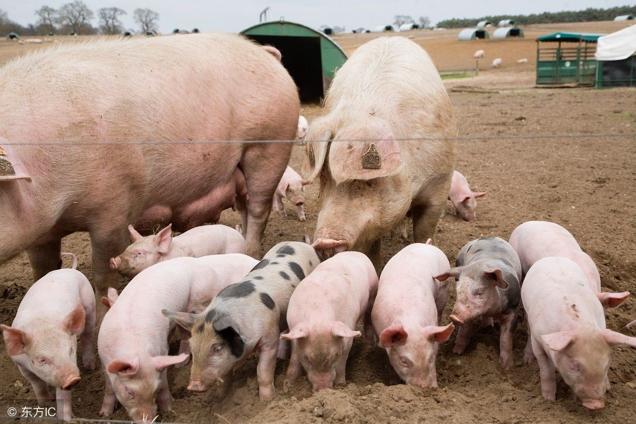 母猪产下来死胎腐烂是什么原因,母猪产下白色死胎怎么回事