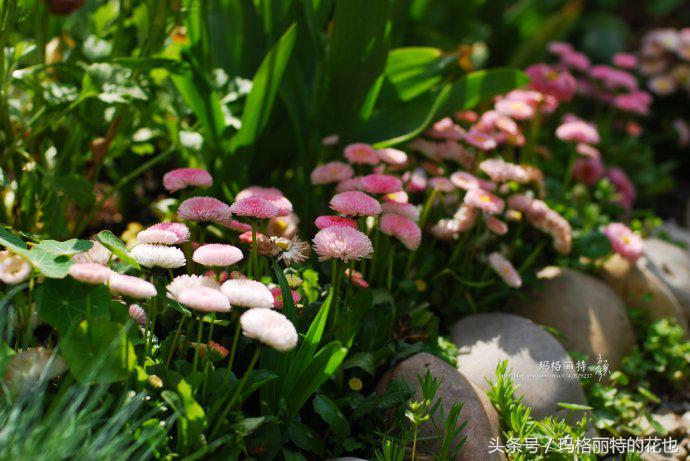 园丁修剪灌木,开满鲜花的小路教学设计一等奖