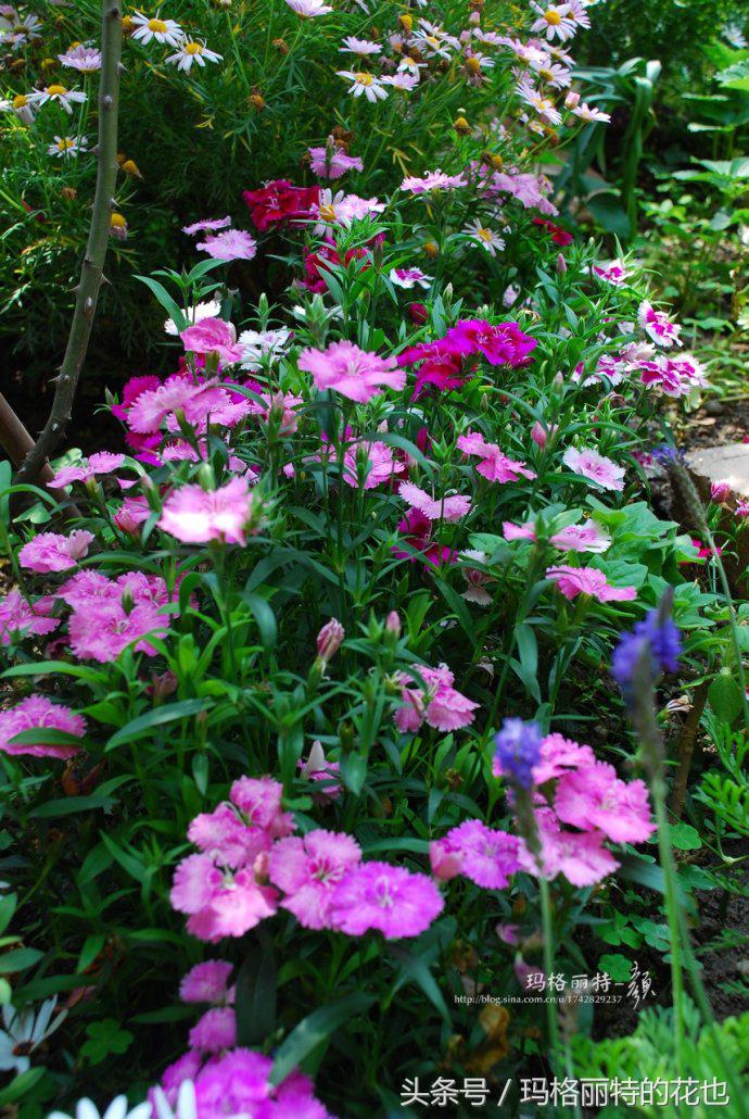 开满鲜花的小路教学设计一等奖,园丁培植万朵花