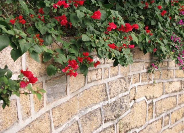 一生以花为伴,以花为伴虚度光阴