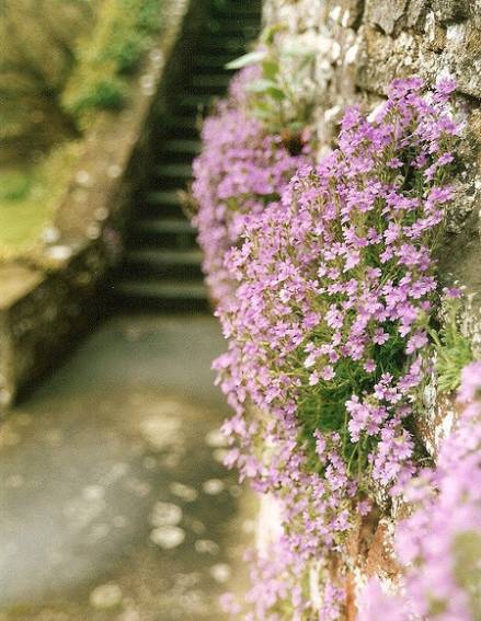 一生以花为伴,以花为伴虚度光阴