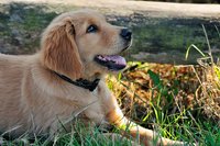 狗狗扑人咬小孩怎么训练,训练狗狗不扑人的妙招视频