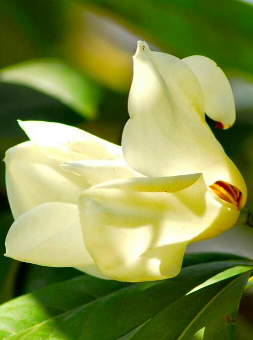 你含笑立在枝头上,笑而不语——含笑花