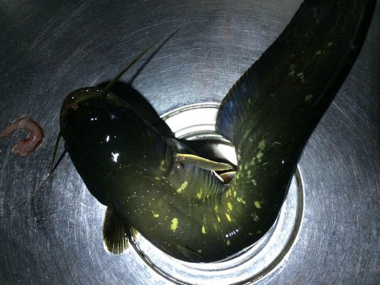 夜钓黄蜂鱼和土鲶一大盆，被鱼鳍割破了手