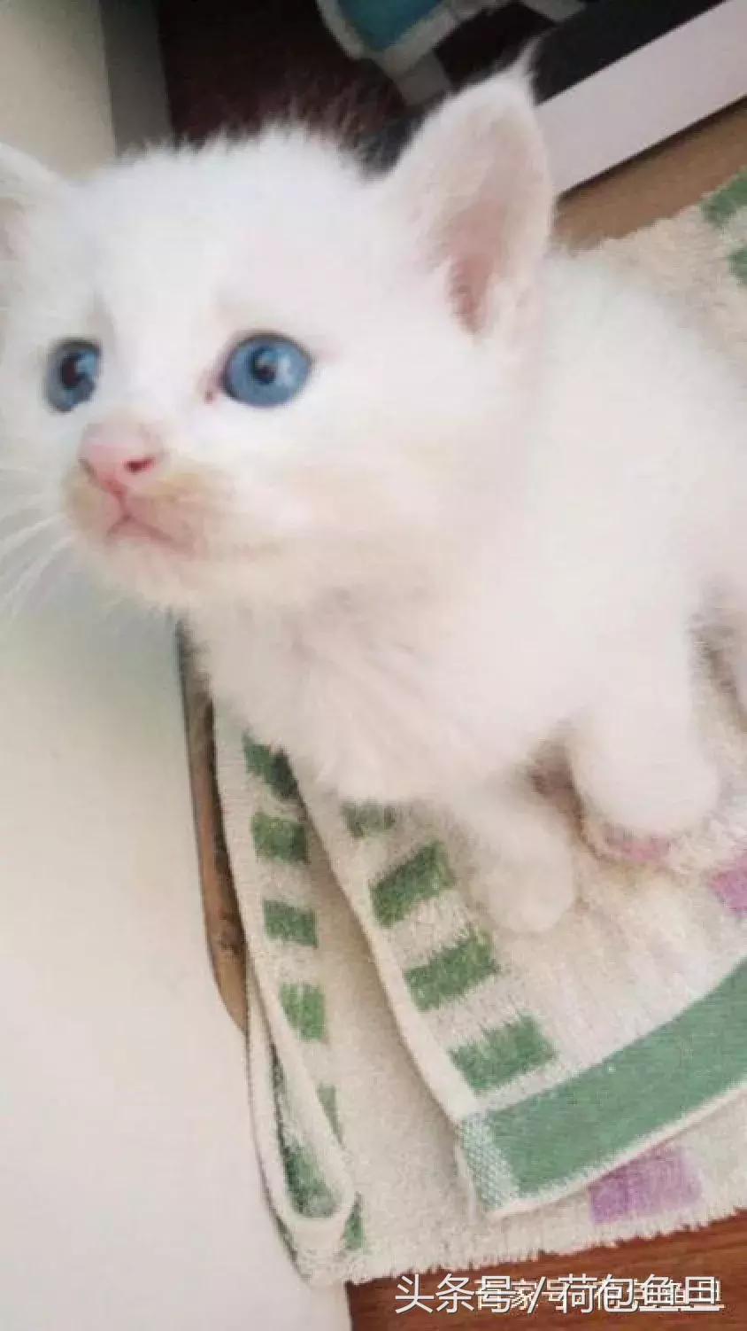 猫抓伤要打狂犬病疫苗吗,被猫抓伤咬伤会生病吗