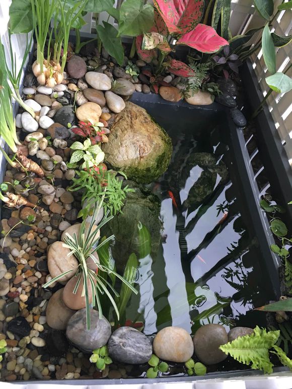 「龟龟环境篇」沼泽过滤(bogfilter):一种原生态水处理技术