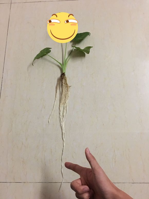 「龟龟环境篇」沼泽过滤(bogfilter):一种原生态水处理技术