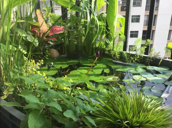 龟缸沼泽过滤系统视频,龟池沼泽过滤