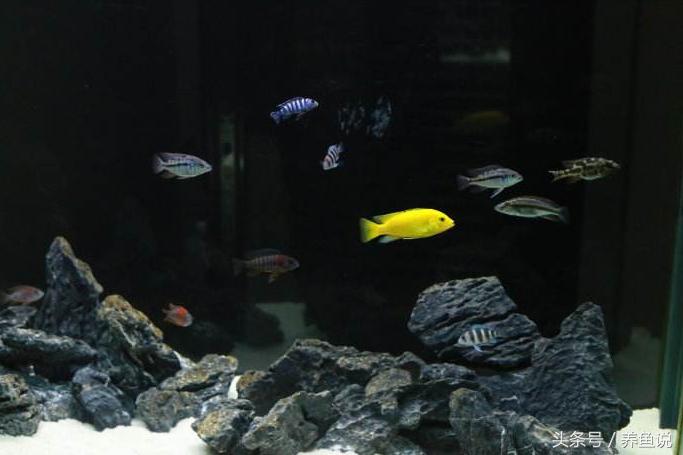 三湖慈鲷养几条才不会打架,蝴蝶三湖慈鲷和普通三湖哪个好