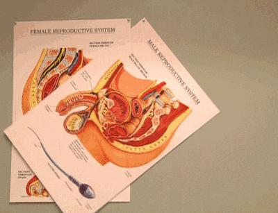 别瞎猜了，人们啪啪的次数远少于你的想象