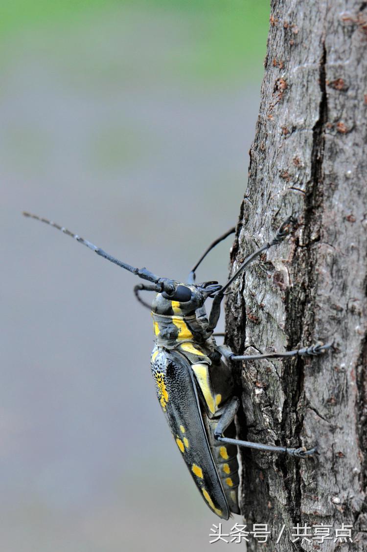 初秋南太行——天牛四种