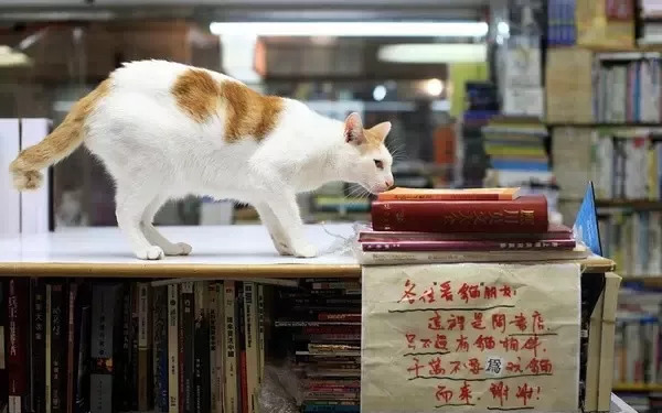 书店街卖的猫,书店猫