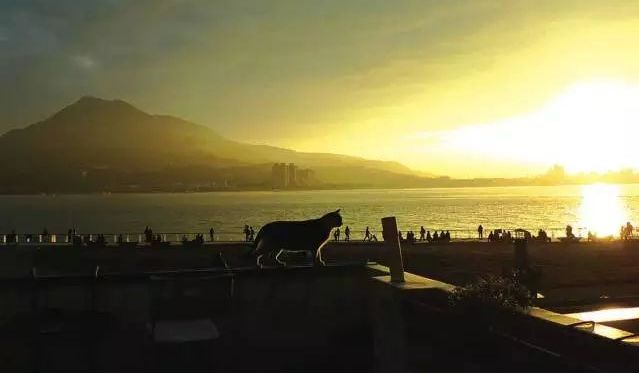 书店街卖的猫,书店猫