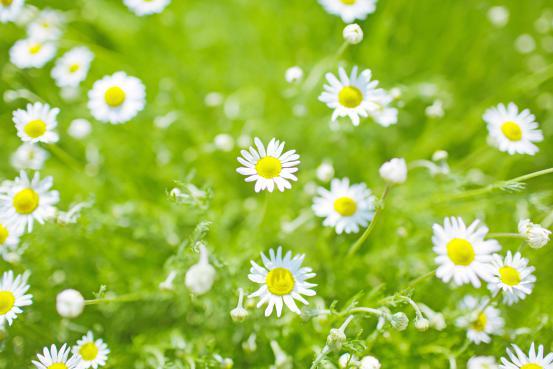 洋甘菊真皙,真皙洋甘菊护肤乳