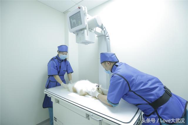 爱宠宠物医院服务中心,爱宠宠物医疗中心