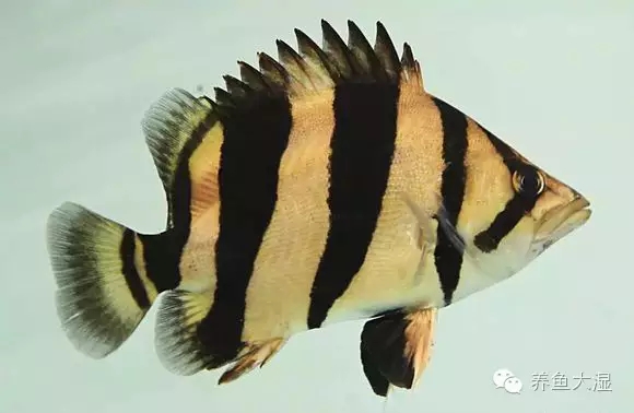 大虎鱼视频大全集,大虎鱼视频大全