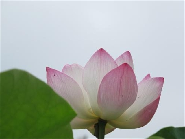 养莲花注意事项和禁忌,家里种莲花注意事项