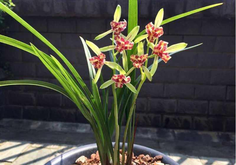 兰花冬季养殖,兰花养殖最佳季节