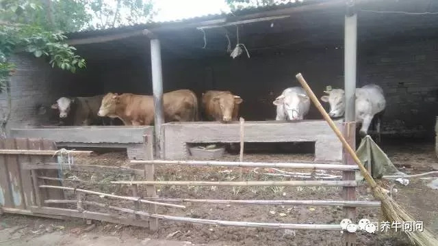 养牛的10大忠告和感悟,养牛的29个经验