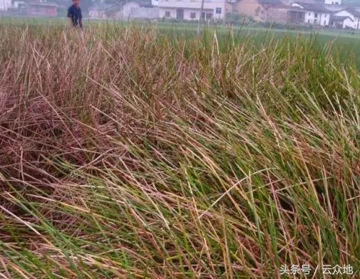 马蹄枯杆病怎么防治?,马蹄死苗是什么病怎样防治