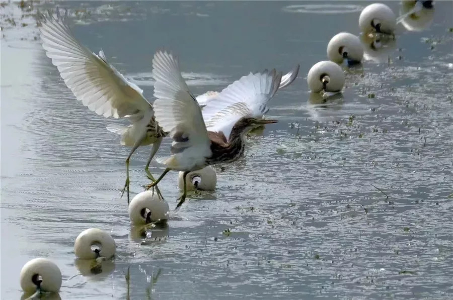 水清岸绿景怡人再添休闲好去处,冬日的南湖公园有多美