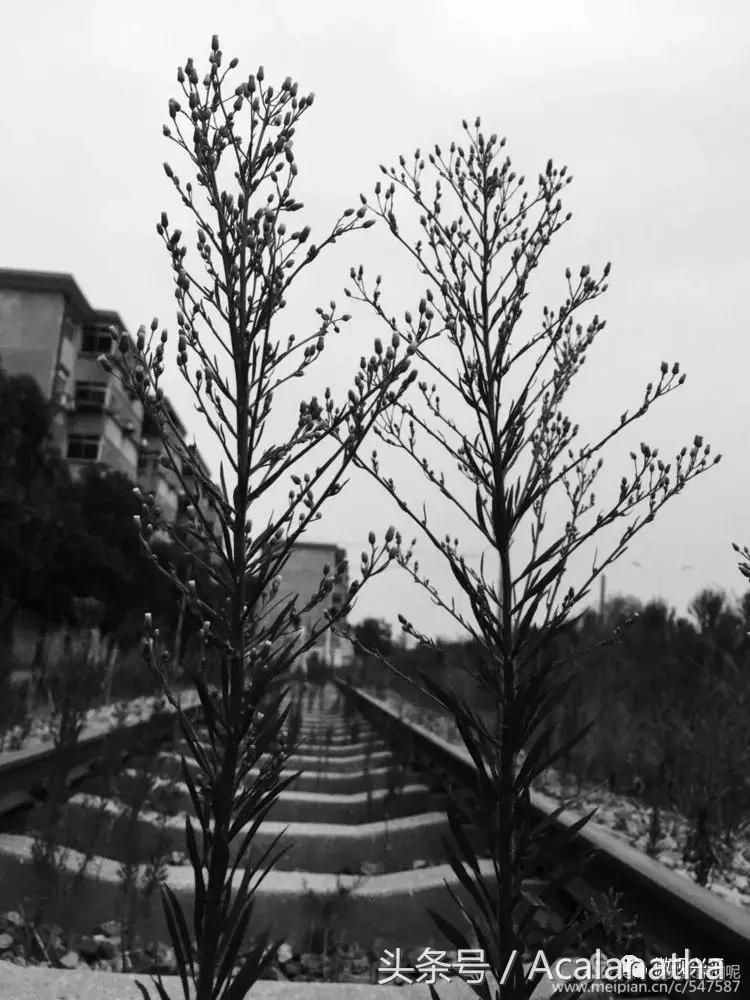 兴平：我的故乡我的云一一70后纤维厂纪事