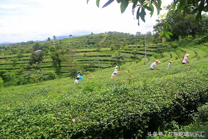 广东茗皇茶业种植基地,茗皇茶基地