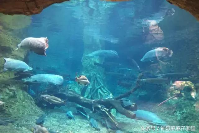 珠海长隆旅游攻略3天自由行,亲子游珠海长隆一日游攻略