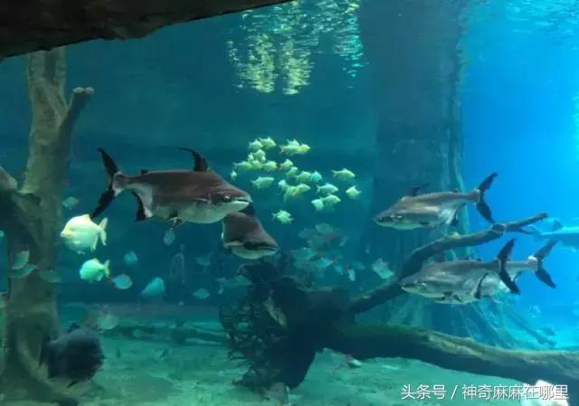 珠海长隆旅游攻略3天自由行,亲子游珠海长隆一日游攻略