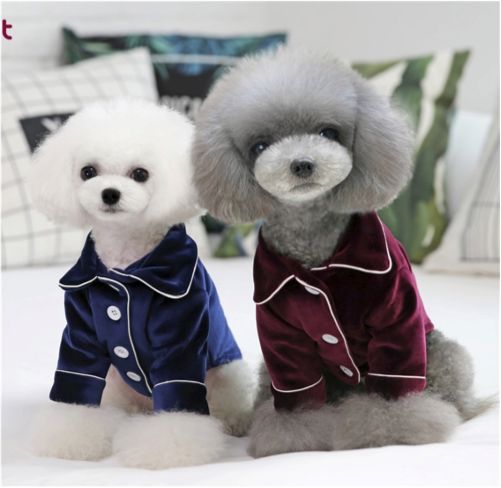 比魏璎珞还受宠！吹专用小空调、吃袋鼠肉口粮，这些猫狗“小主们”过得忒精致