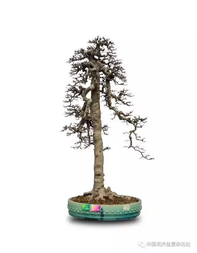 盆景的托枝和飘枝的造型,盆景托枝方法图解