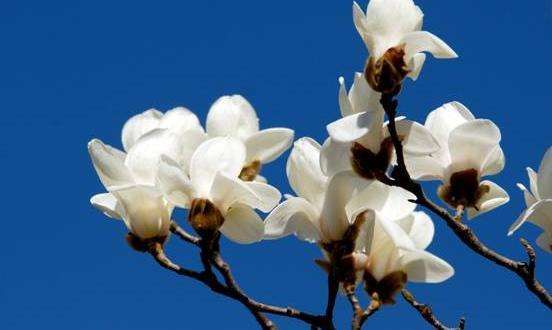 怎么养好芳香四溢的，玉兰花