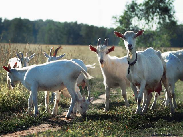 山羊奶手工皂洗脸洗澡,山羊奶手工皂用处