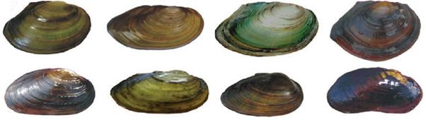 海边贝类种类,各种贝类的名称