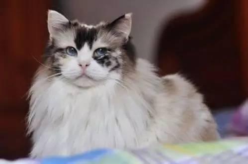 如何分辨是不是新版布偶猫,如何分辨是否是布偶猫