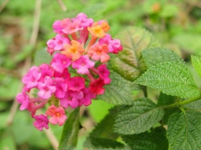 如意花的正确养殖方法,如意花怎么养殖