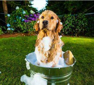 宠物为什么会容易丢失呢,宠物掉毛是什么原因