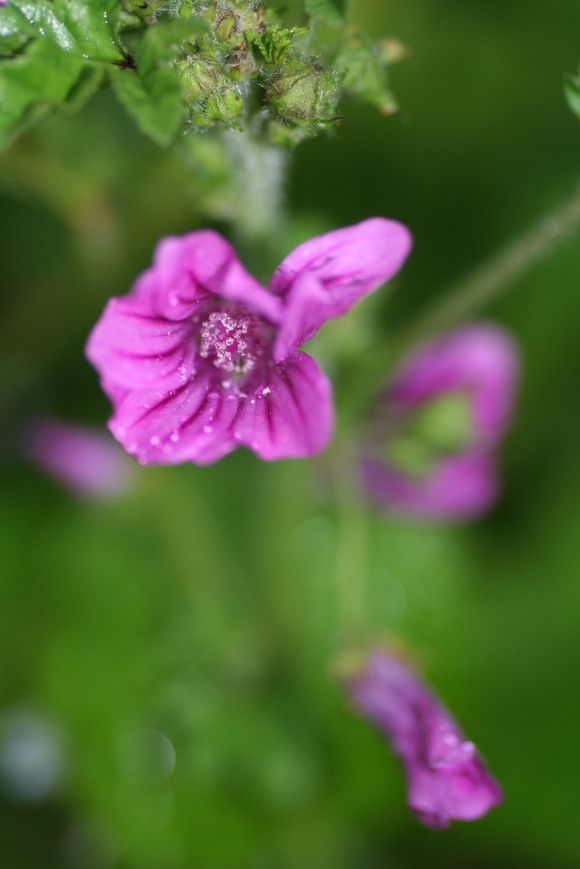每日一花鲜花,每日一花祝福视频