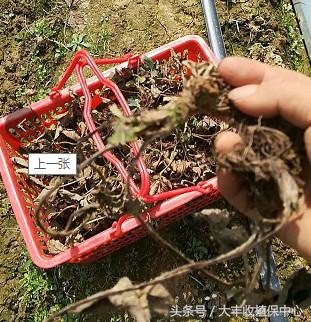 种草莓什么苗最好,种草莓是买种子好还是苗好