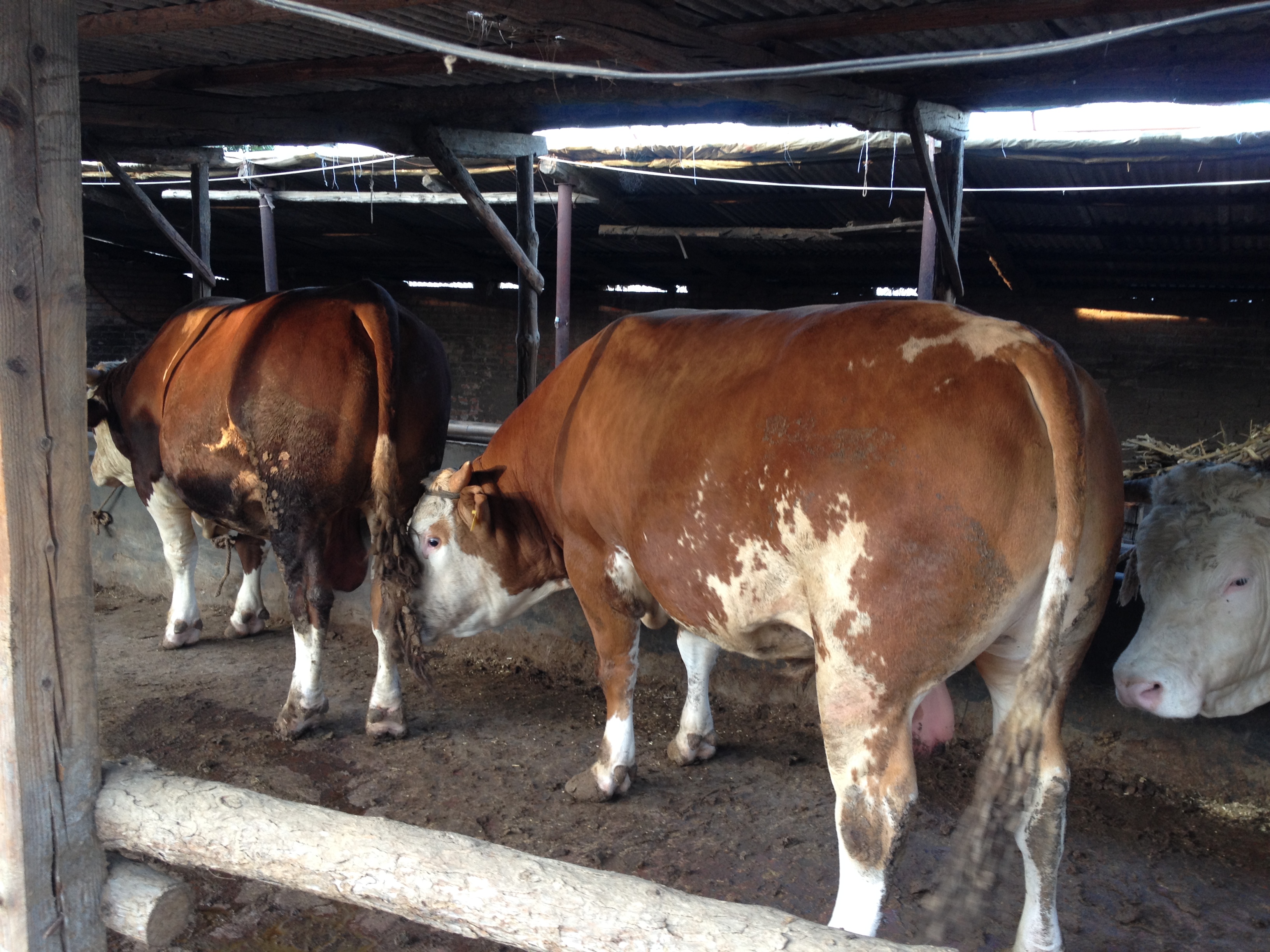 学养殖牛羊技术到哪里学,肉牛口蹄疫病防治方法