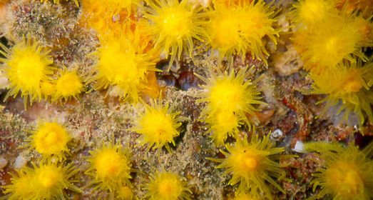 海洋小百科大全,海水小百科毯子蟹