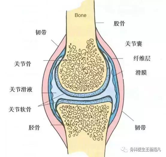 最新的人工膝关节使用寿命,膝关节使用说明