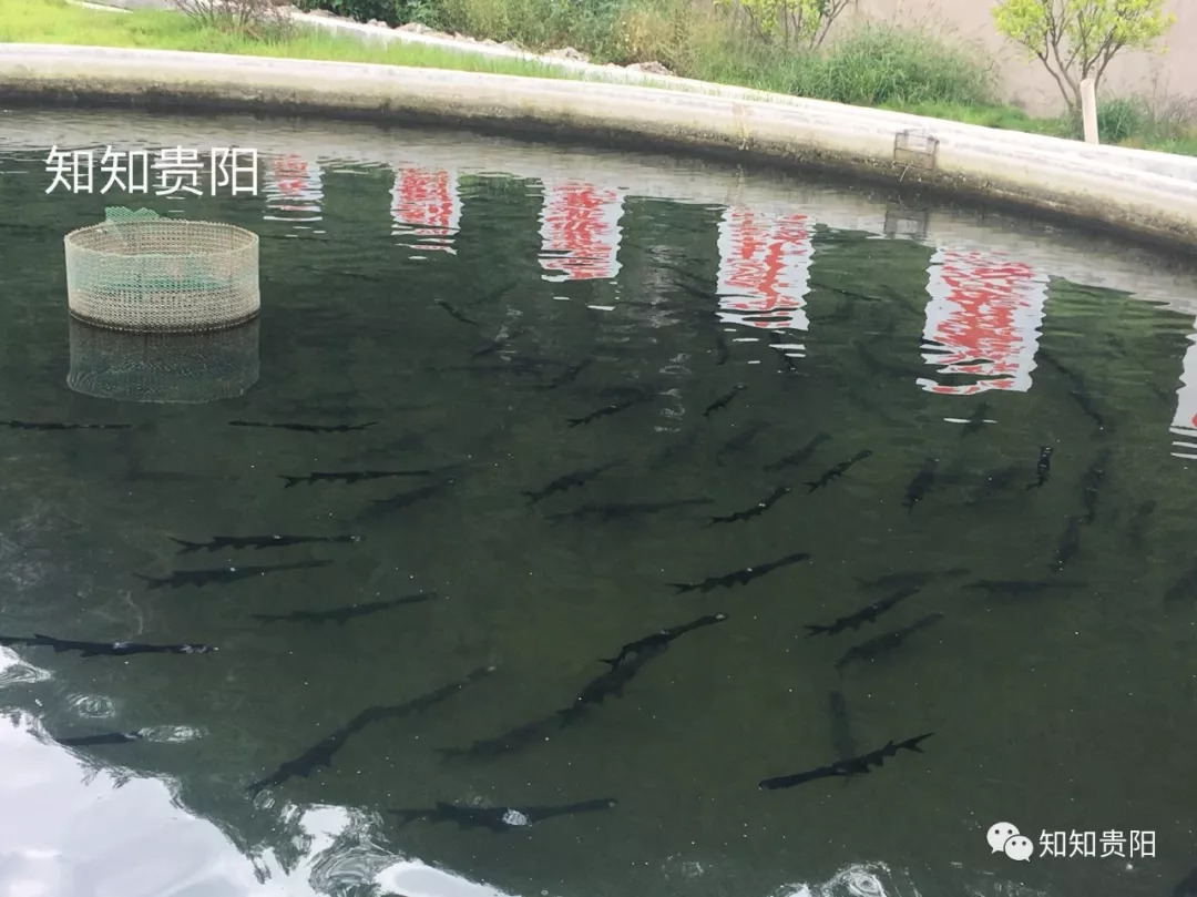 姊靛噣灞辩湅鍒版按涓椿鍖栫煶,鐭ョ煡璐靛窞