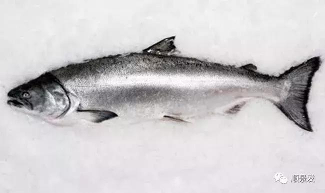 顺景发集团荣获“2018中国三文鱼十大最具影响力进口商”