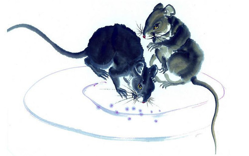 蛇男最佳婚配属相,男猴女蛇属相婚配