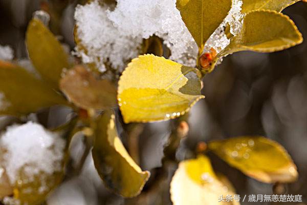 什么水泡茶效果最好,什么材质的杯子泡茶水最好