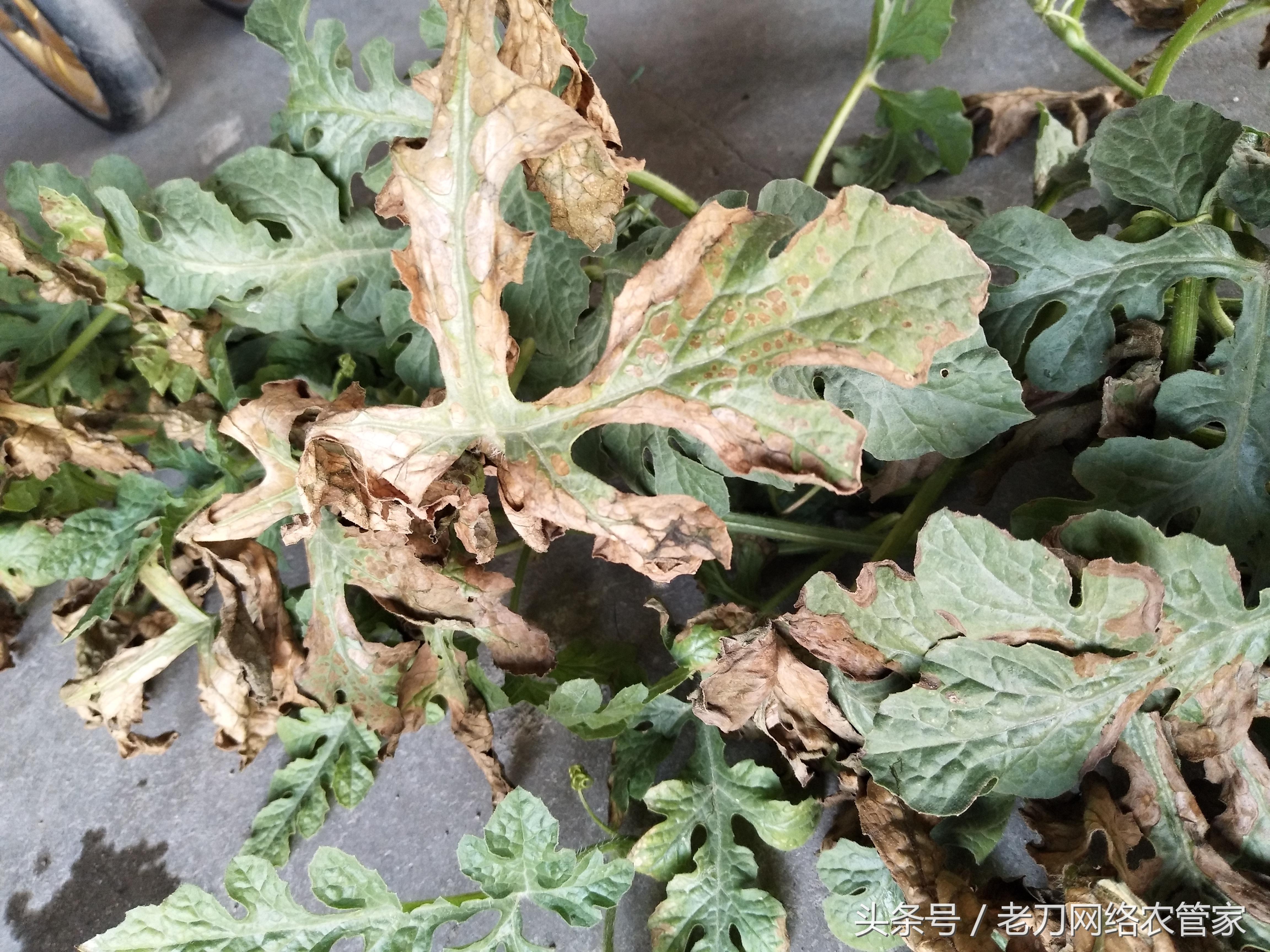 西瓜根部叶子中心发白是什么病,西瓜叶子常见的几种病